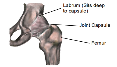 Hip Pain and Labral Tears